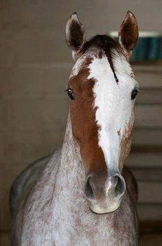 Horses With Fantastic Facial Markings